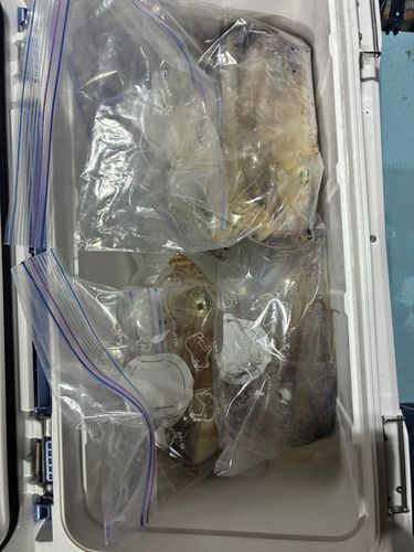 ケンサキイカの釣果