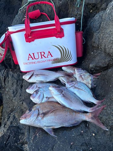 マダイの釣果