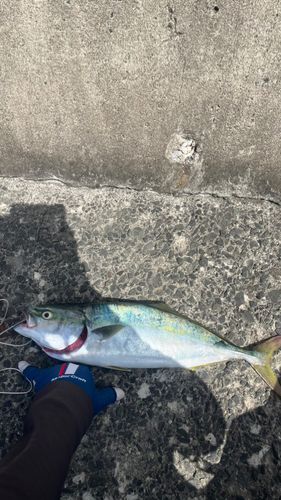 イナダの釣果