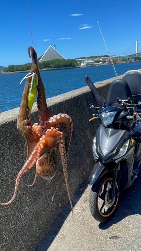 タコの釣果