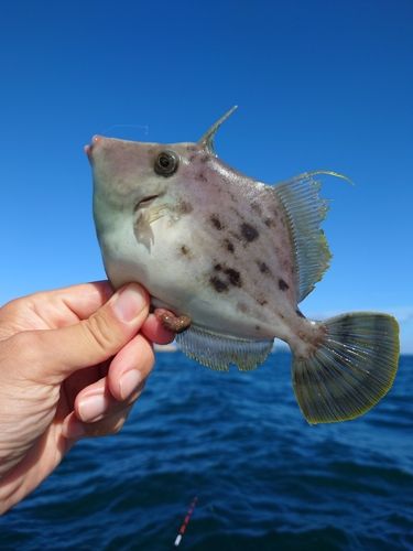 カワハギの釣果