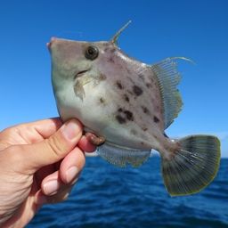 カワハギ