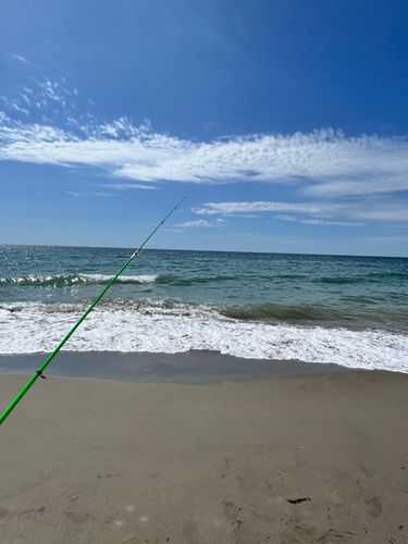 シロギスの釣果