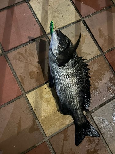 チヌの釣果