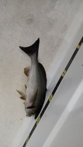イサキの釣果