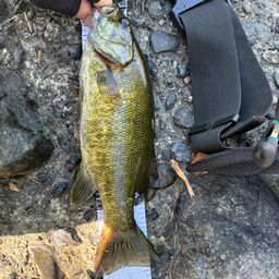 スモールマウスバス