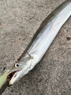 タチウオの釣果