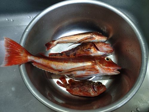 ホウボウの釣果