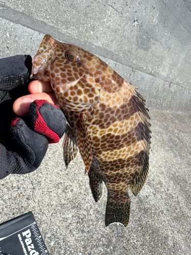 オオモンハタの釣果