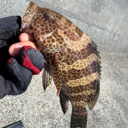 オオモンハタ