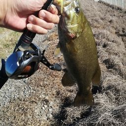 スモールマウスバス