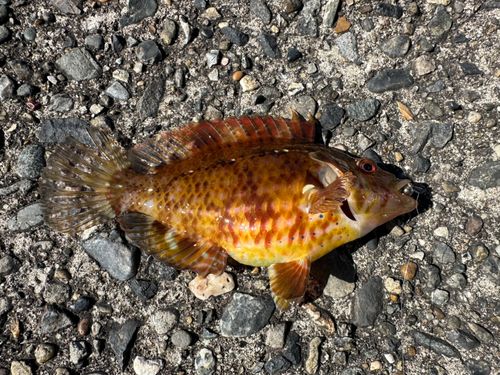 オハグロベラの釣果