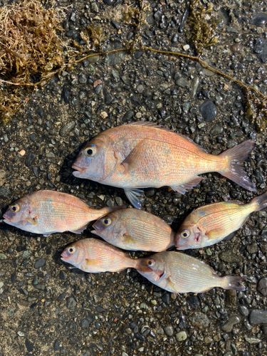 タイの釣果