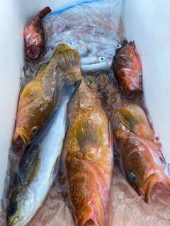 アコウの釣果