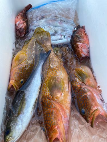 アコウの釣果