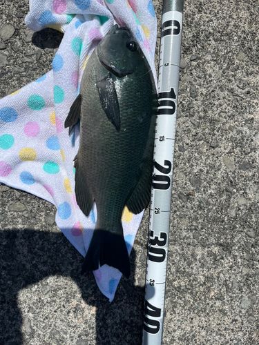 メジナの釣果