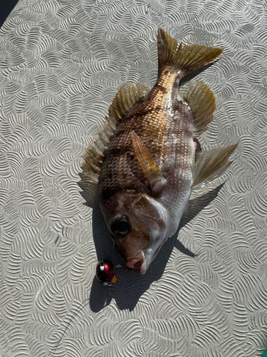 メイチダイの釣果