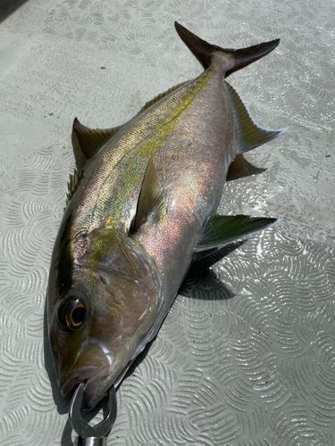 ヒレナガカンパチの釣果