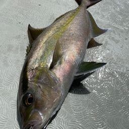 ヒレナガカンパチ