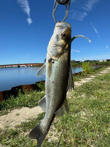 セイゴ（マルスズキ）の釣果