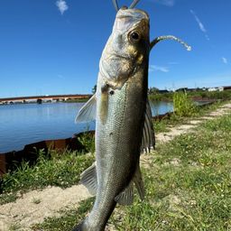 セイゴ（マルスズキ）