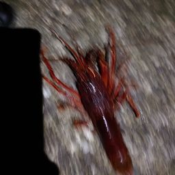 イセエビ