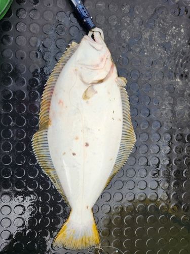ヒラメの釣果
