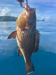 オオモンハタの釣果