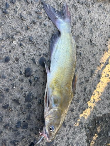 アメリカナマズの釣果