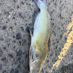 アメリカナマズ