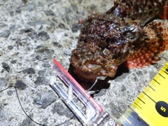 オニカサゴの釣果