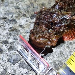 オニカサゴ