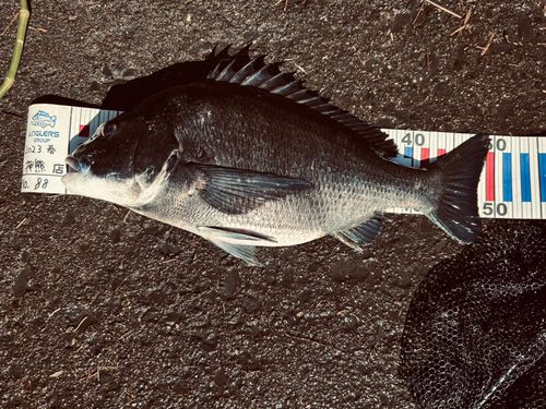 チヌの釣果
