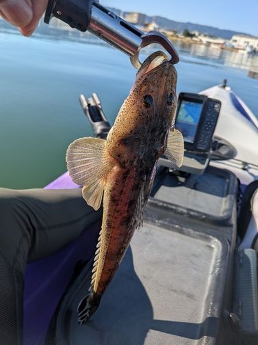 マゴチの釣果