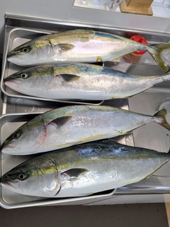 イナダの釣果