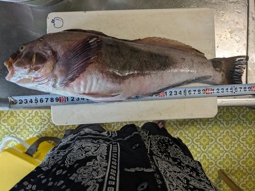 アイナメの釣果