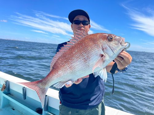 マダイの釣果