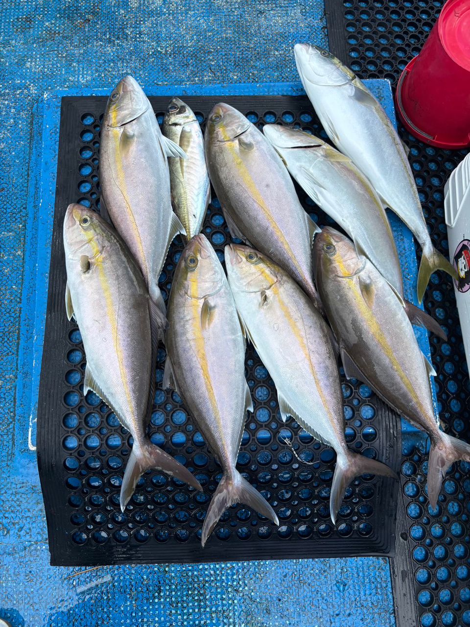 清和丸さんの釣果 3枚目の画像