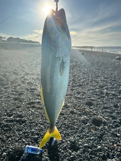 ワカシの釣果