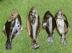 ヒラメの釣果