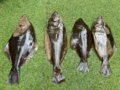 ヒラメの釣果