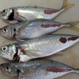 アジ