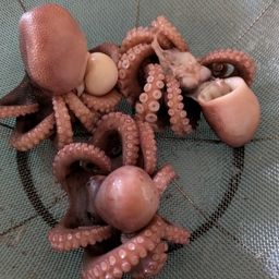 タコ