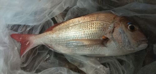 タイの釣果
