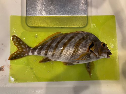 タカノハダイ