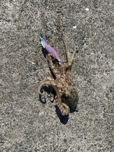 タコの釣果