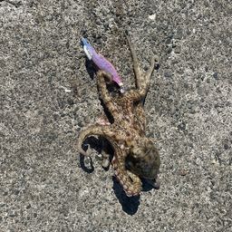 タコ