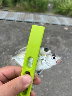 ヒイラギの釣果