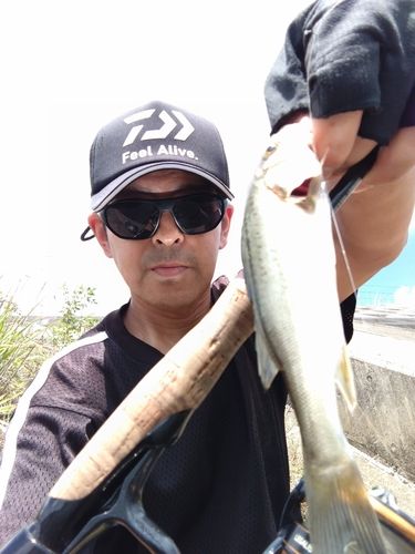 セイゴ（タイリクスズキ）の釣果