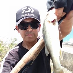 セイゴ（タイリクスズキ）